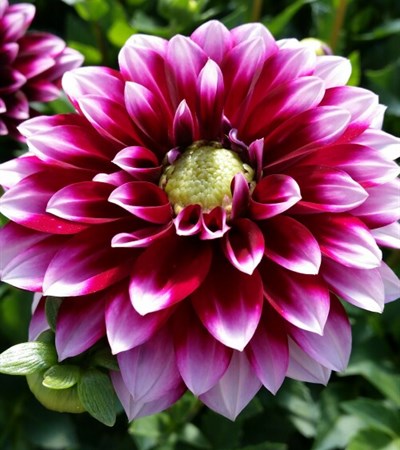 Dahlia Dalina® Grande Cancun